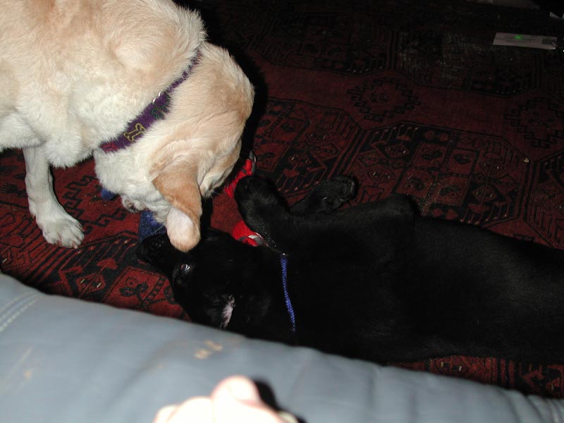 Shelby and Kodiak.jpg 59.9K